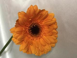gerbera-R_20180220.jpg