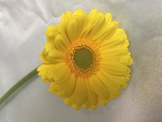 gerbera-banana_20180220.jpgのサムネイル画像