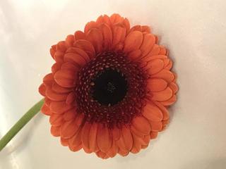 gerbera-birthday_20180220.jpg