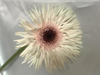 gerbera-spider_20180220.jpg