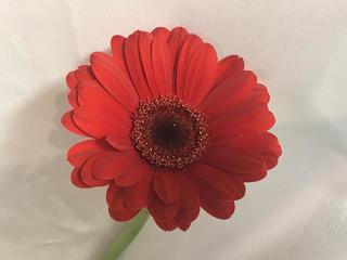 gerbera-suri_20180220.jpg
