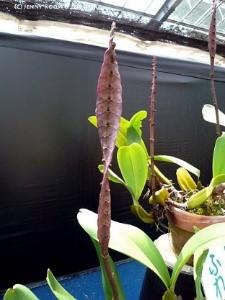 purpureorhachis.jpg