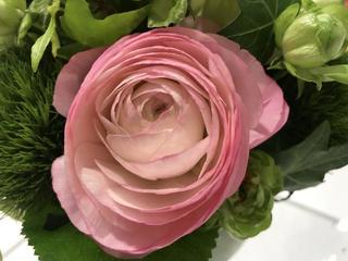 ranunculus2_20190306.jpg