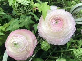 ranunculus_20190306.jpg