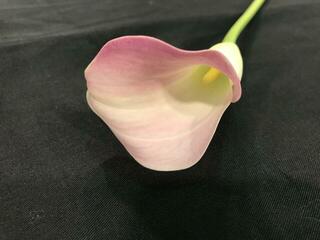 callalily3_20190618.jpg