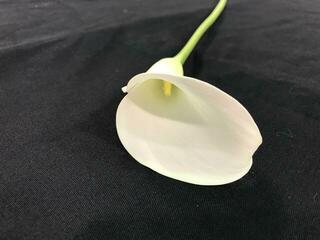 callalily4_20190618.jpg