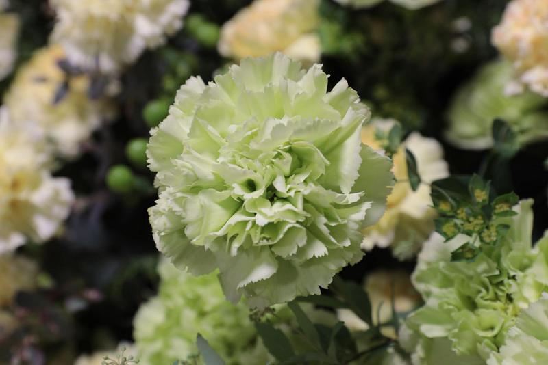 カーネーション20260317 (13).jpg