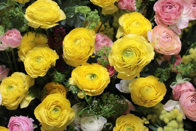 ラナンキュラス (9).jpg