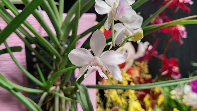 ホルコグロッサム_花.JPG