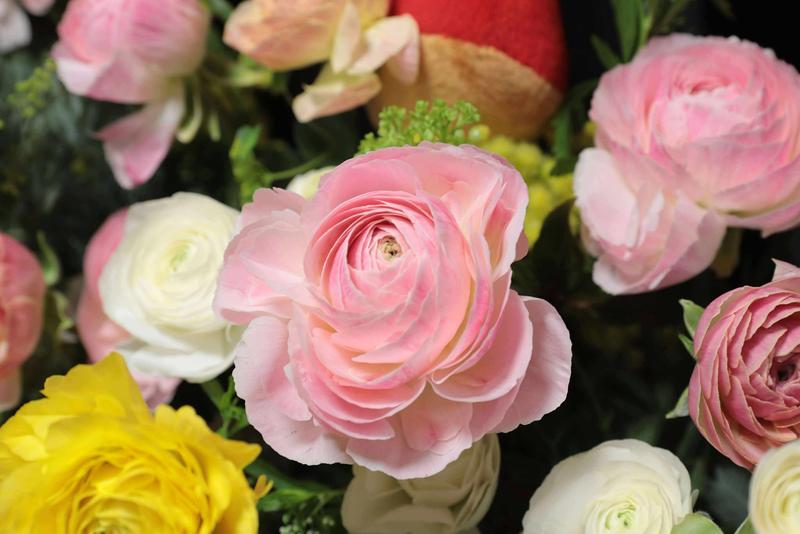 ラナンキュラス (8).jpg