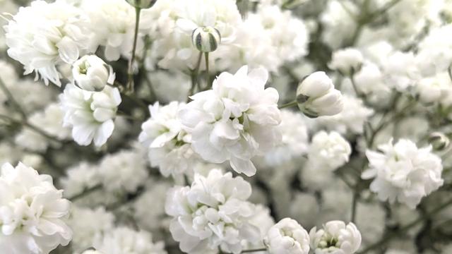 かすみ草_1_1.jpg
