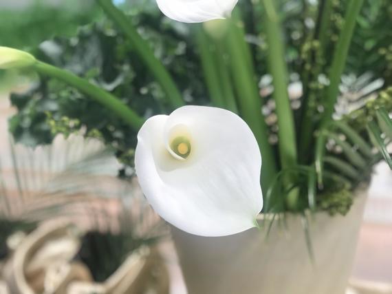 callalily_20190116.jpg