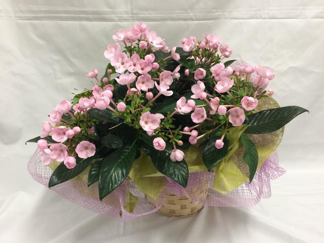 coco_20160912.JPG