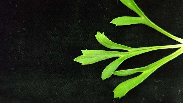 leaf_1.JPG