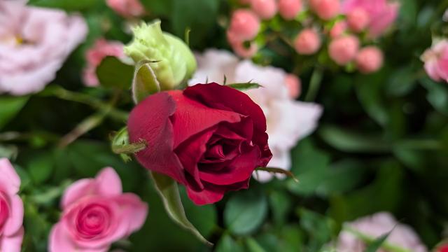 rose_3.jpg