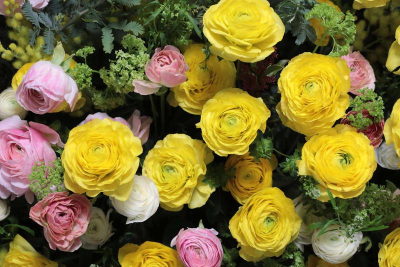 ラナンキュラス (5).jpg