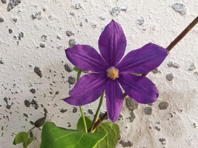 durandii_20160620.JPG