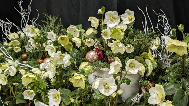 クリスマスローズ_7.jpg