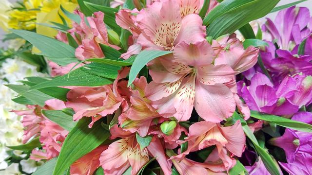 Alstroemeria_Eva1.JPG