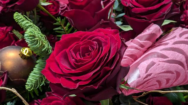 rose_1.jpg