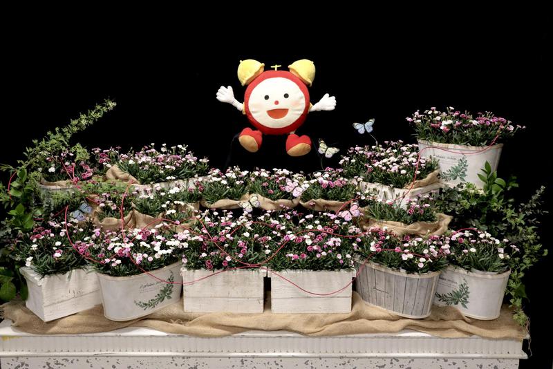 ダイアンサス20260331 (21).jpg