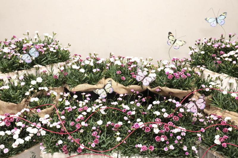 ダイアンサス20260331 (1).jpg