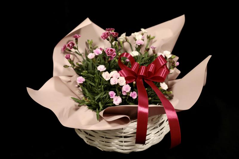 ダイアンサス20260331 (3).jpg