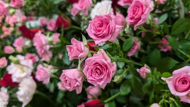 rose_2.jpg