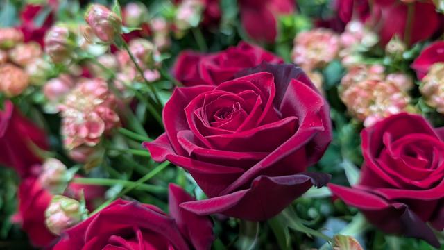 rose_1.jpg