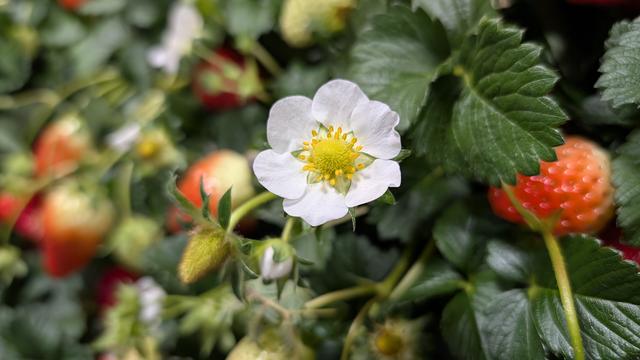 flower.jpg