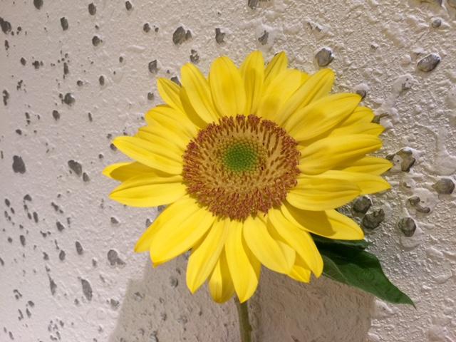 freshlemon_20160613.jpg