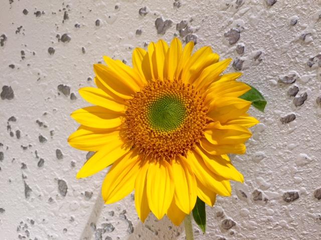 freshorange_20160613r.jpg