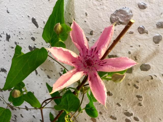 hybrid_20160620.jpg
