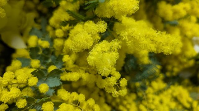 mimosa_3.jpg