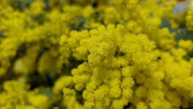 mimosa_4.jpg