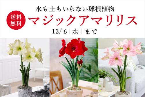 mv_magicamaryllis_cp.jpg