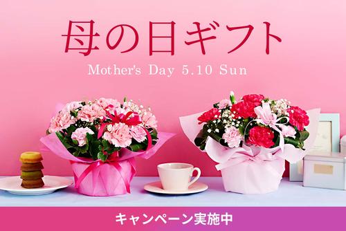 mv_mother26_nomal.jpg