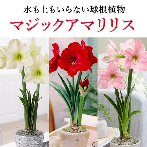 mvb_magicamaryllis.jpg