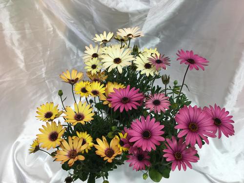 osteospermum5.jpg