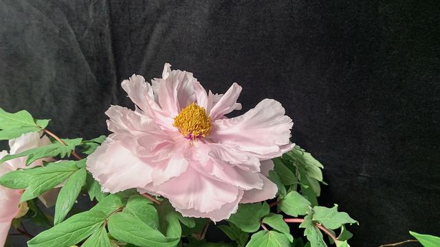 peony_1.JPG