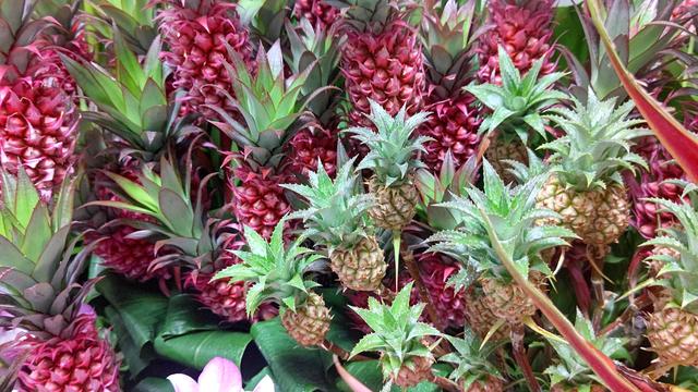 自分で植える】ミニパイナップルのトロピカル花苗セット（東京