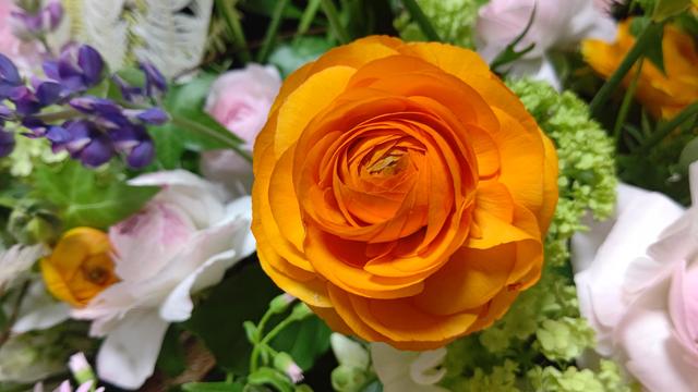 ranunculus_1.JPG