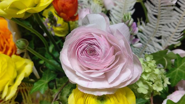 ranunculus_2.JPG