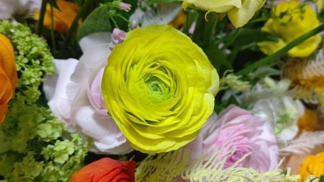 ranunculus_3.JPG