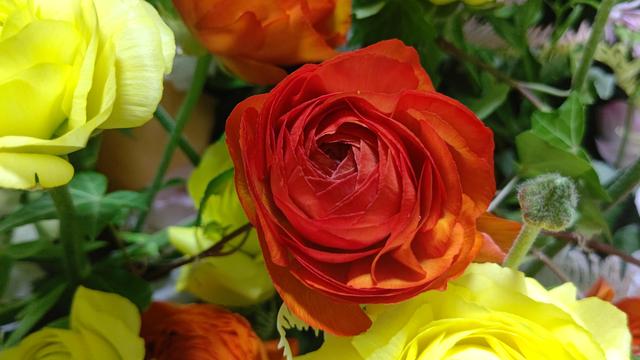 ranunculus_4.JPG