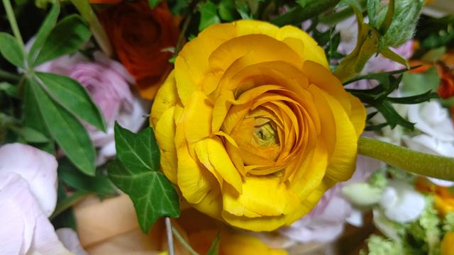 ranunculus_5.JPG