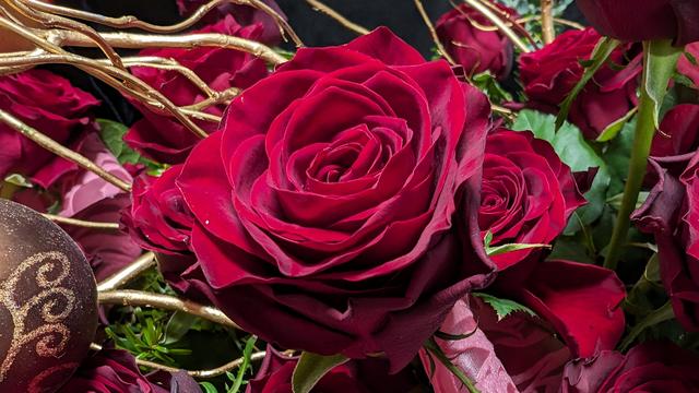 rose_3.jpg