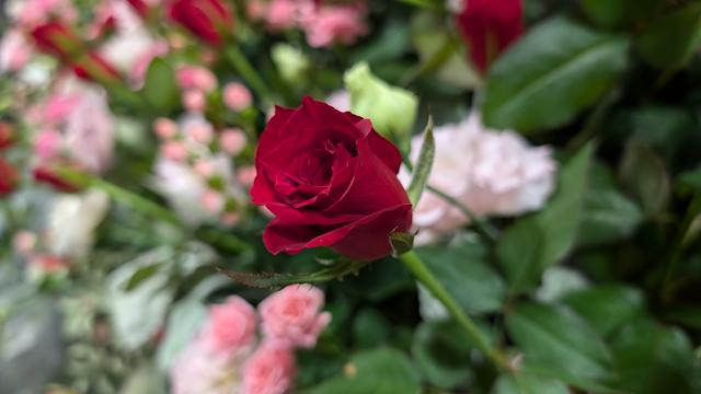 rose_6.jpg