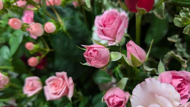rose_7.jpg