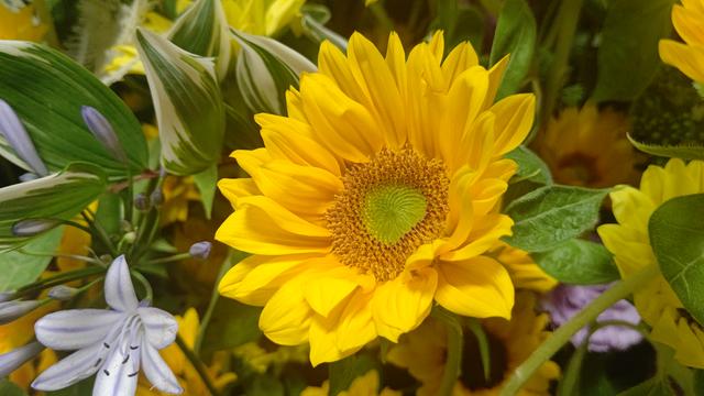 sunflower_3.JPG